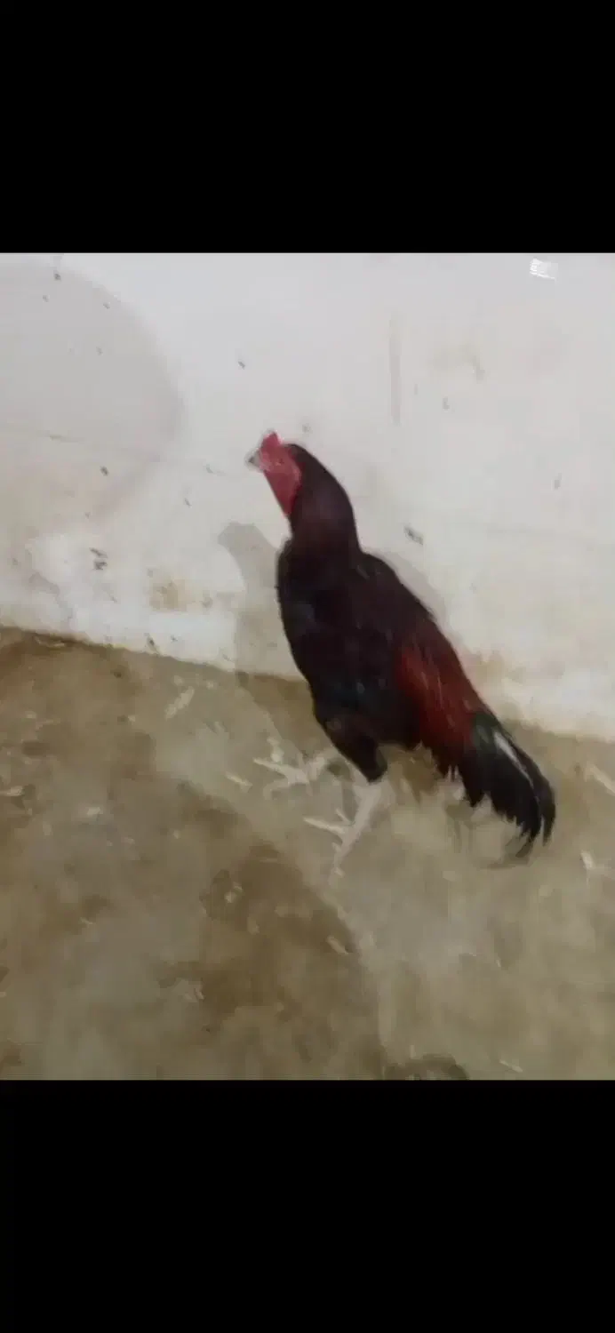 خروس فروشی|حیوانات مزرعه|ایرانشهر, |دیوار