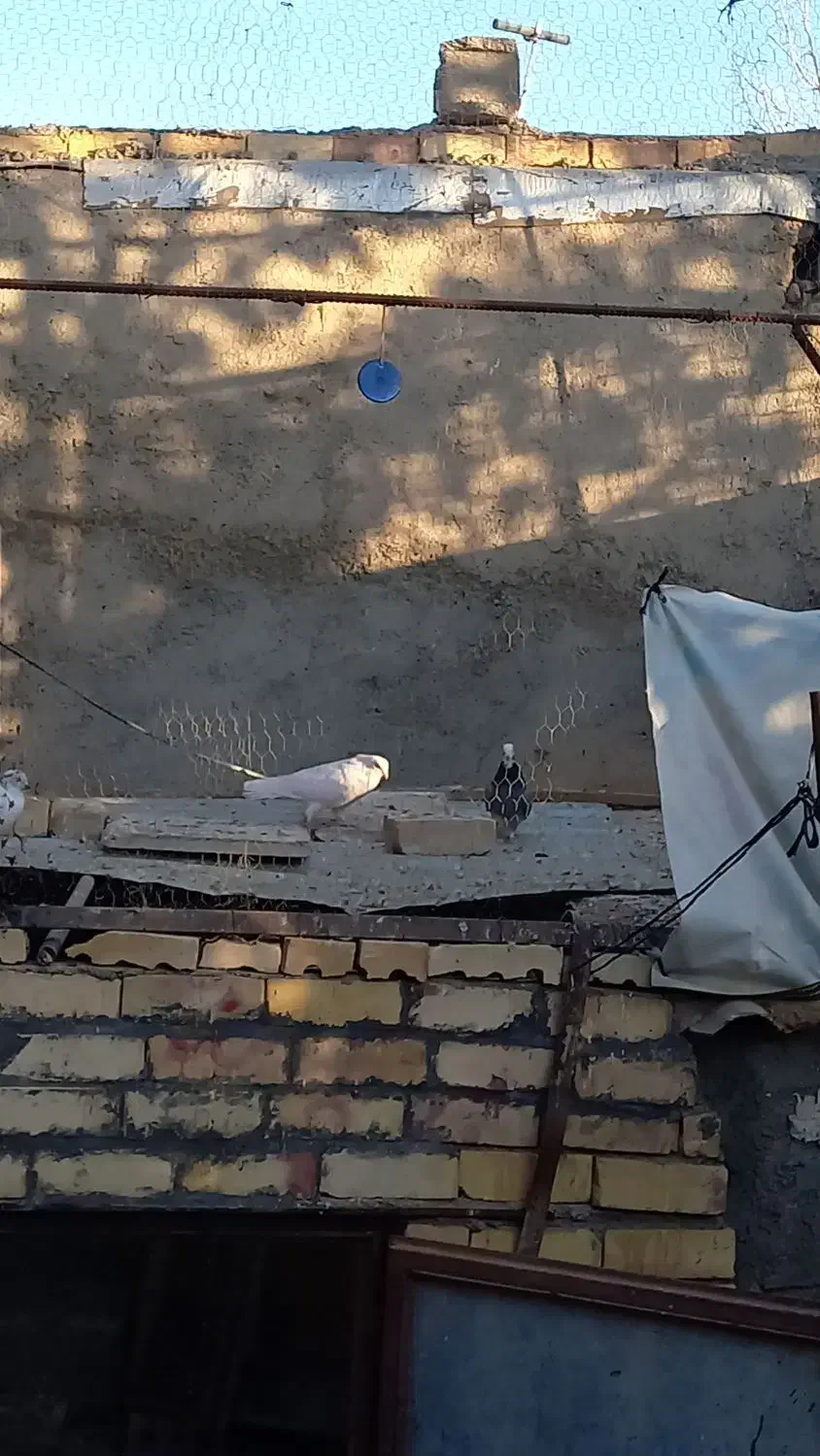 کبوترفروشی|پرنده|بسطام, |دیوار