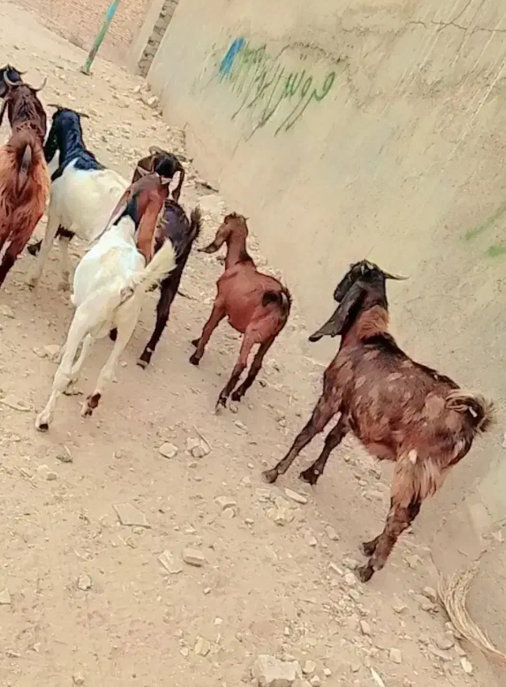 سلام ۱۰عددبز نر چنابیش|حیوانات مزرعه|کارون, |دیوار