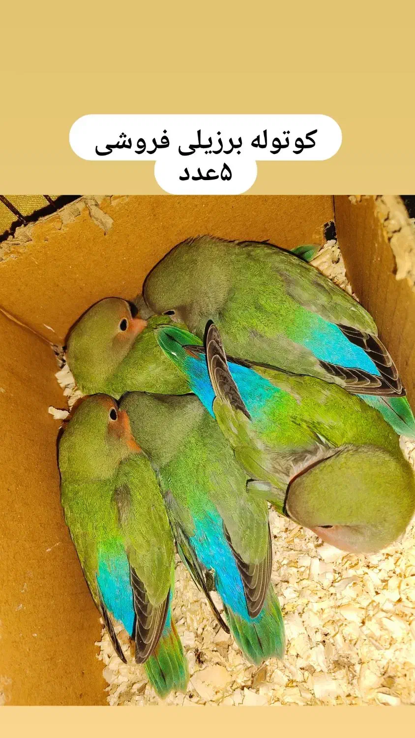 جوجه کوتوله برزیلی|پرنده|تهران, جوادیه|دیوار