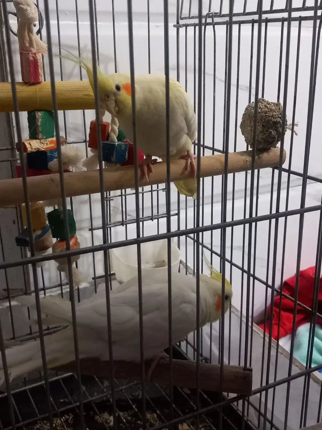 عروس هلندی لوتینو|پرنده|شیراز, شاهچراغ|دیوار