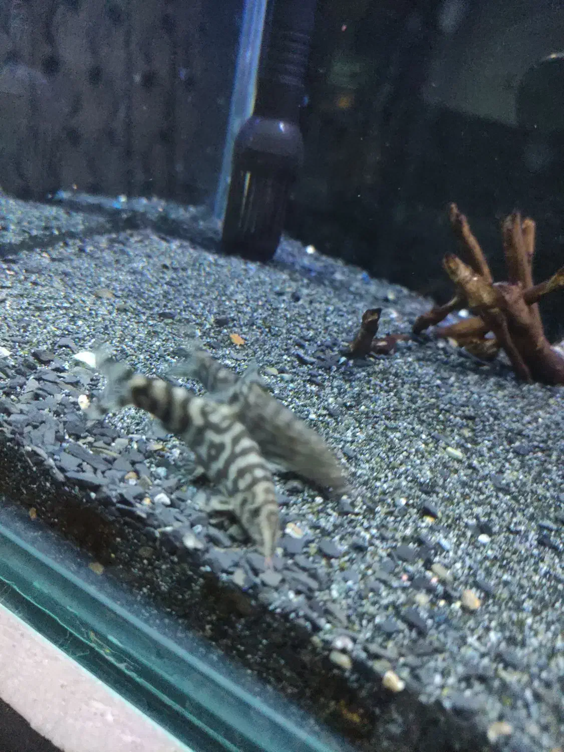 لوچ پاکستانی یا کوماندو|ماهی|اردبیل, |دیوار