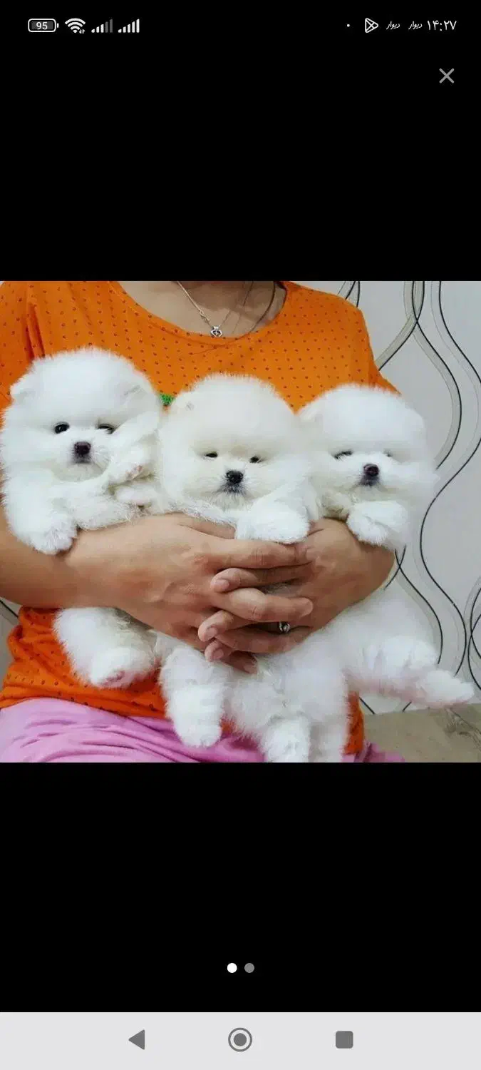 سگ پامر78روزه بسیار خاص وبی نظیر بمب مو تیکاپ|سگ|مشهد, وکیل‌آباد|دیوار