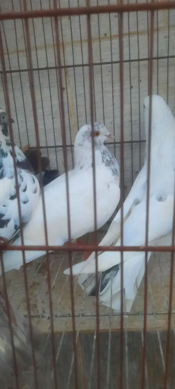 کبوتر|پرنده|رشت, جانبازان|دیوار