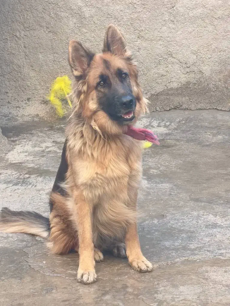 سگ ژرمن شپرد|سگ|بهبهان, |دیوار