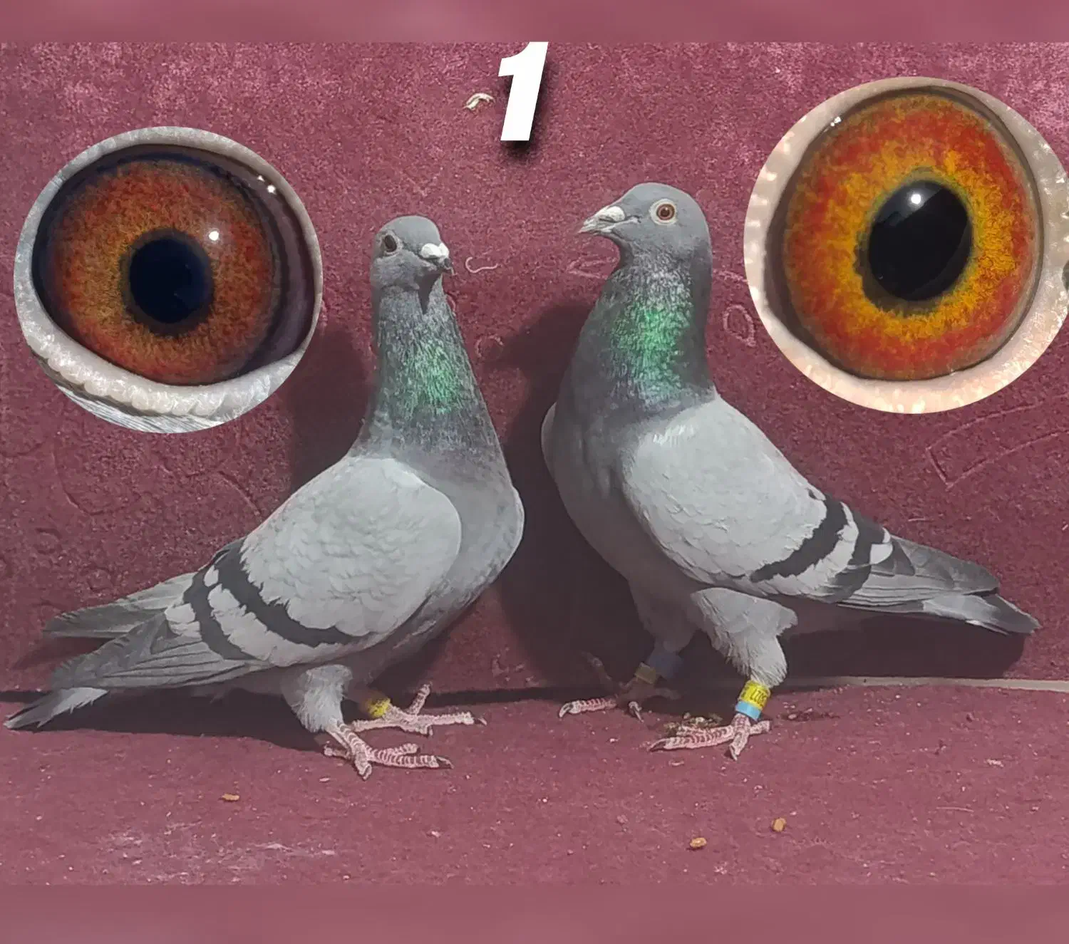 مسافتی پلاکی|پرنده|فردوس (خراسان), |دیوار