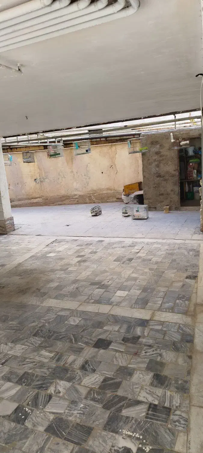 سهره جوجه بهاره|پرنده|مهاجران, |دیوار