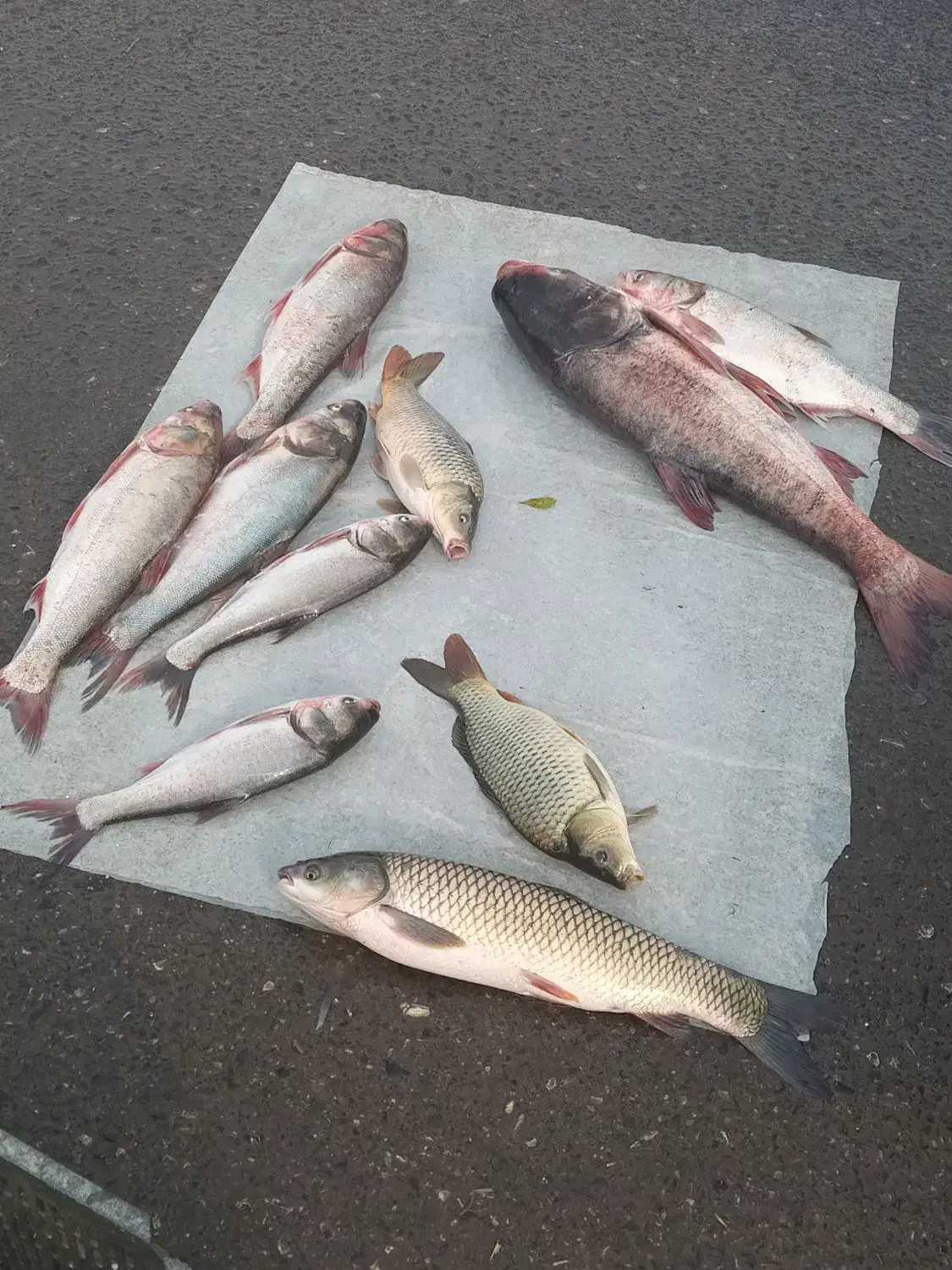 ماهی زنده کپور آمور فیت فاک|ماهی|گرگان, |دیوار