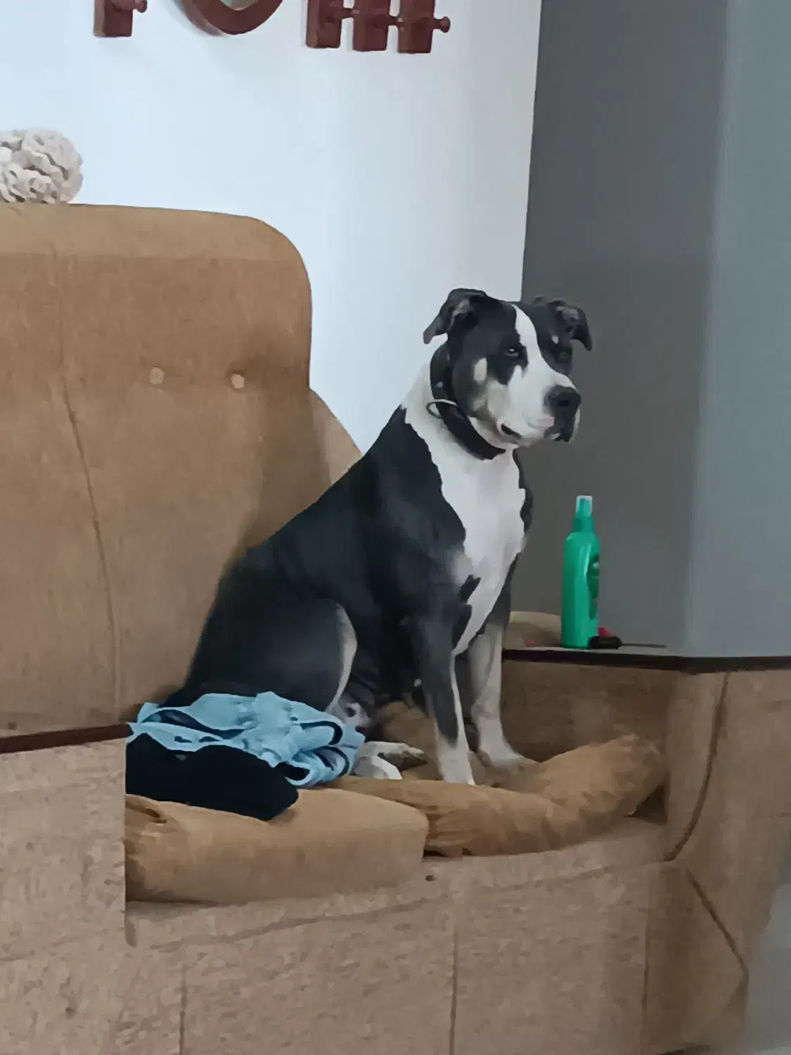 سگ پیتبول|سگ|شیراز, گویم|دیوار