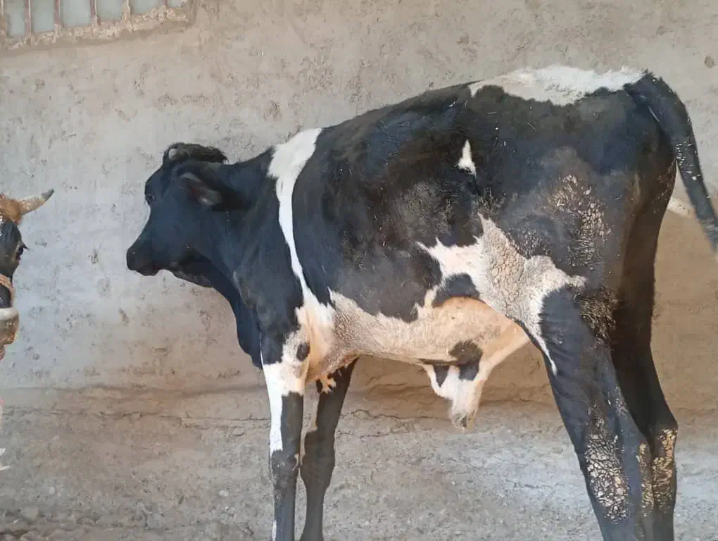 گوساله نر|حیوانات مزرعه|تیمور آباد, |دیوار