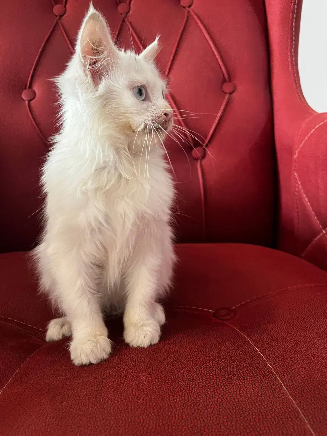 گربه پرشین|گربه|ارومیه, |دیوار