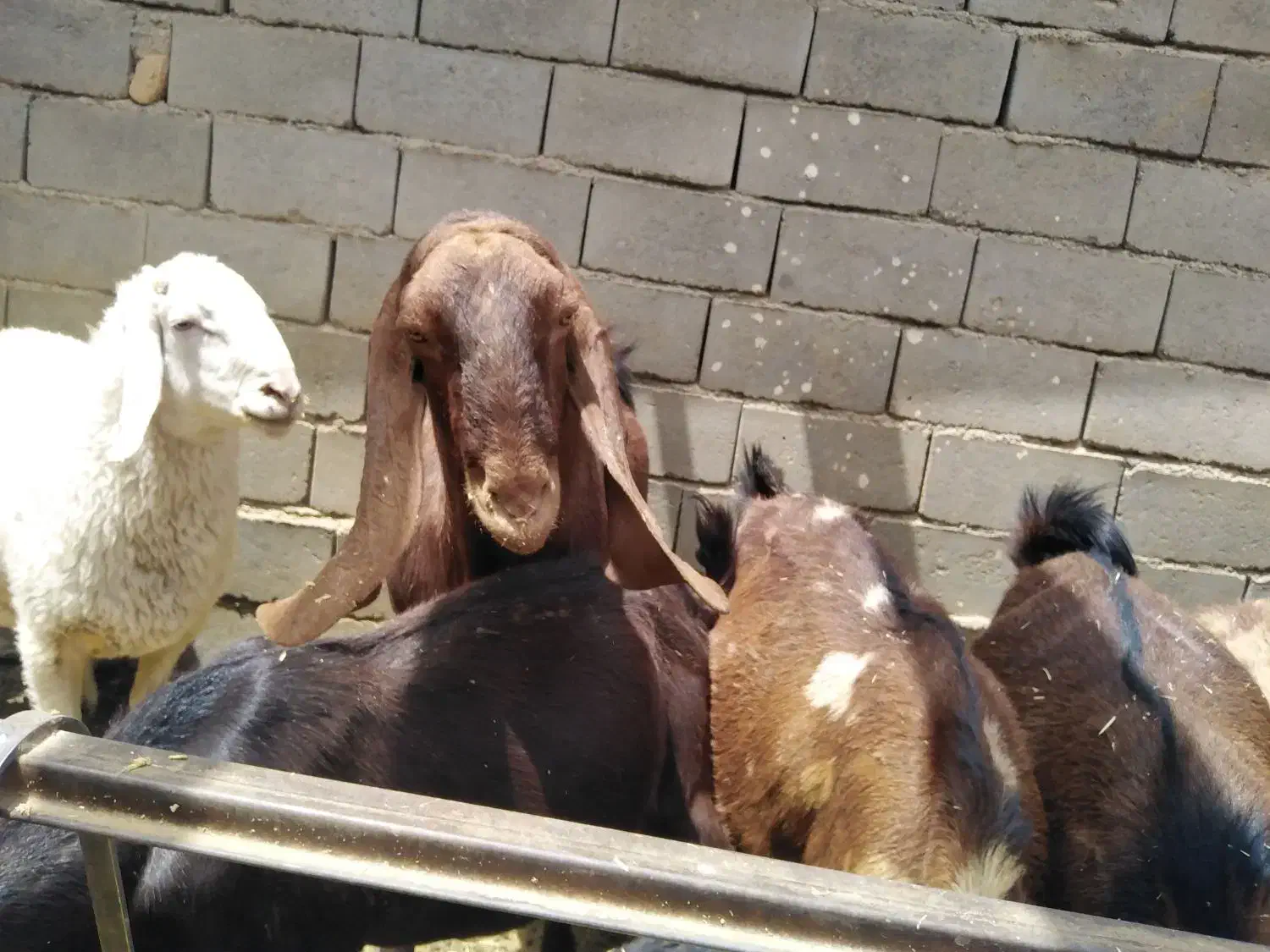 بز بره|حیوانات مزرعه|هیرمند, |دیوار