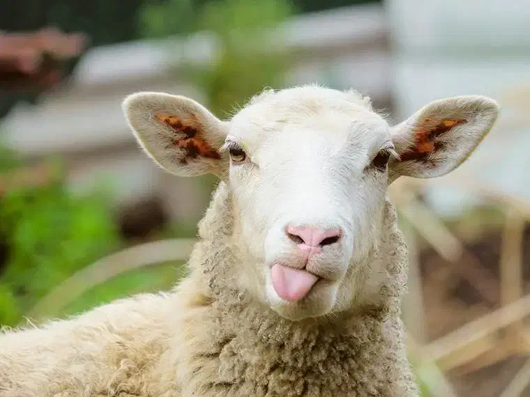 دام زنده|حیوانات مزرعه|مشکان, |دیوار