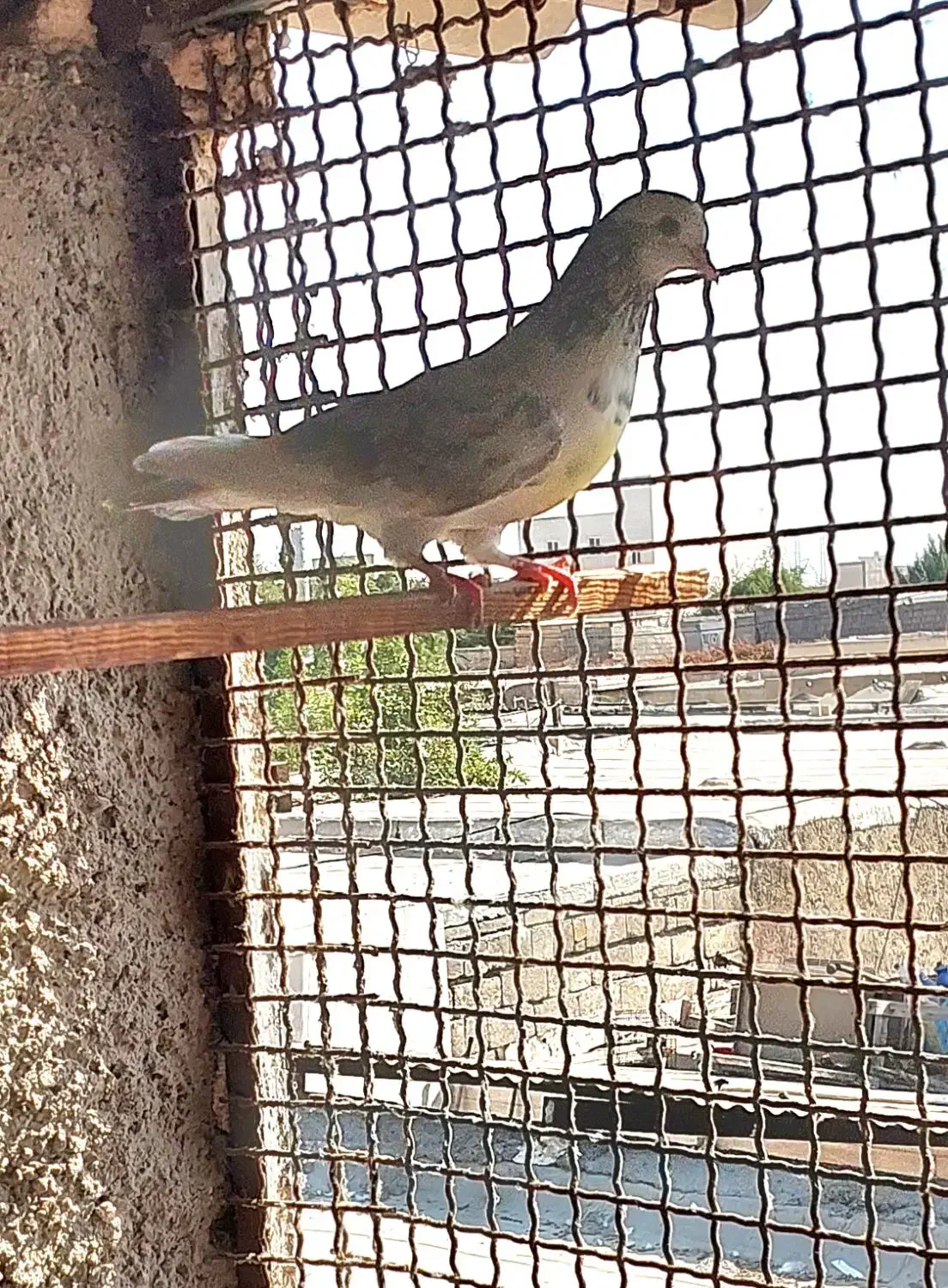 چندتاکبوترخوب|پرنده|بندرعباس, |دیوار