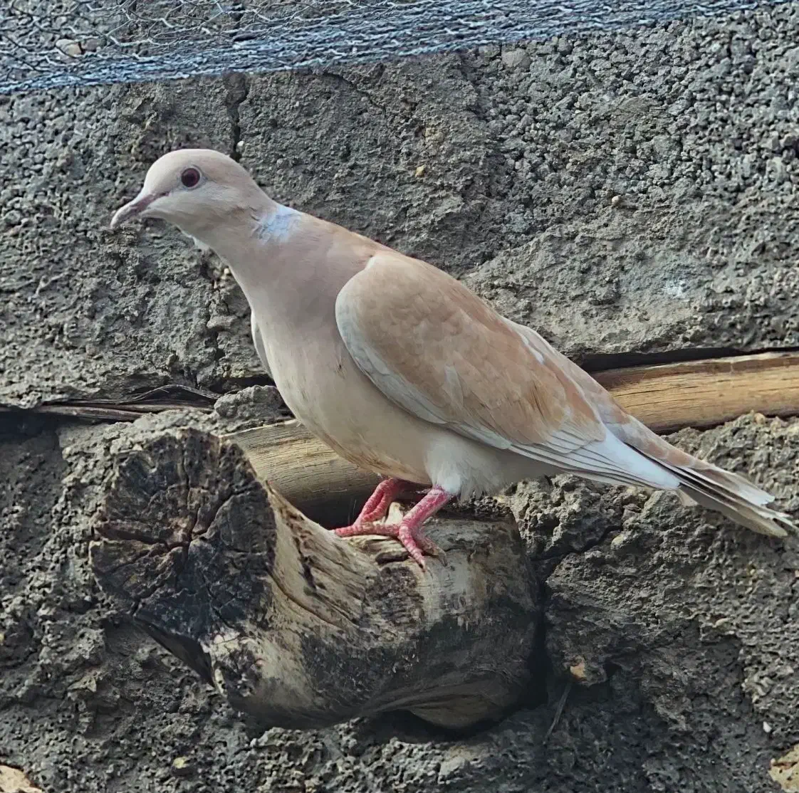کبوتر خانگی.زینتی|پرنده|بستک, |دیوار