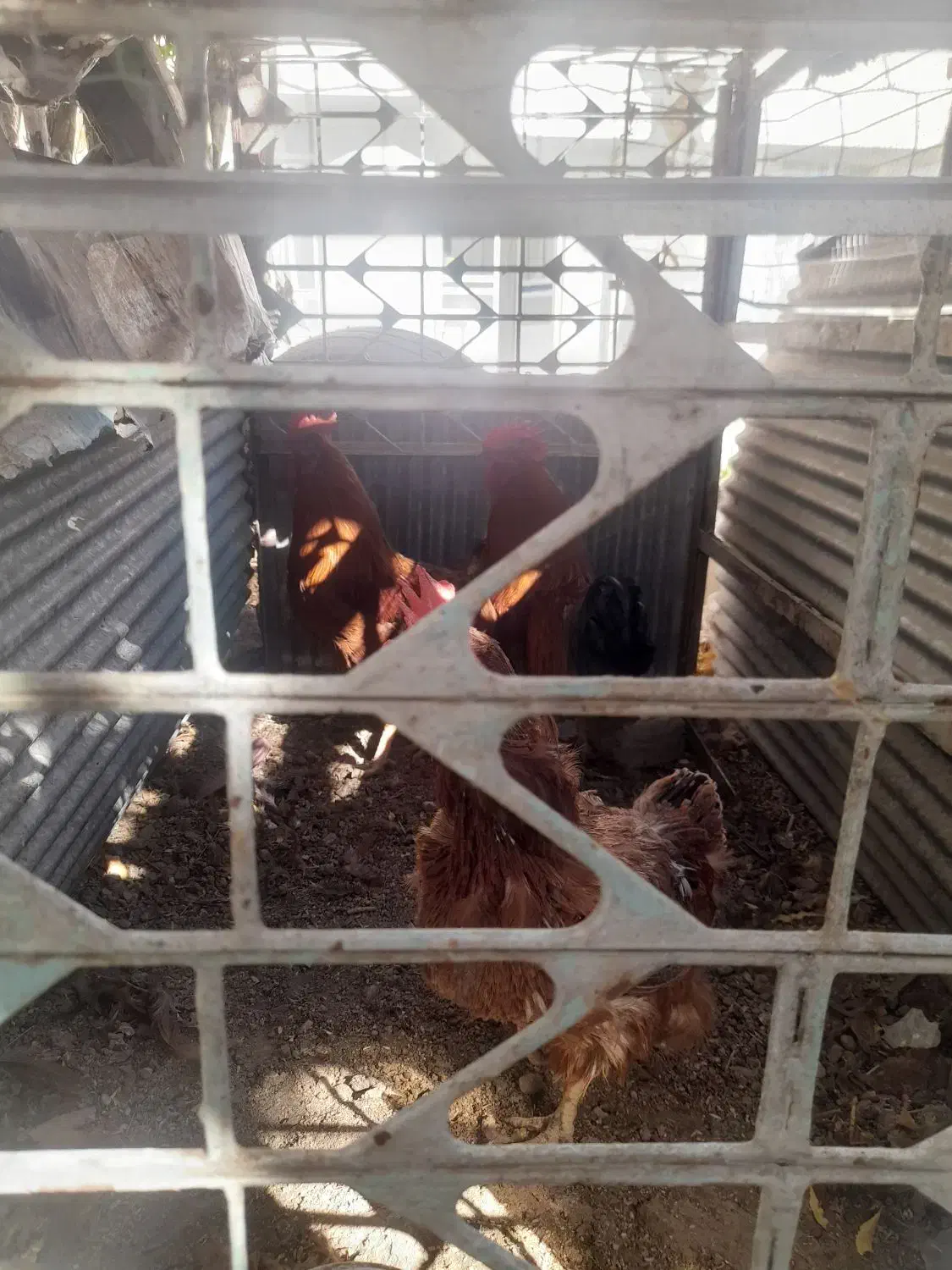 خروس خانگی امسالی|حیوانات مزرعه|تربتحیدریه, آسایش|دیوار