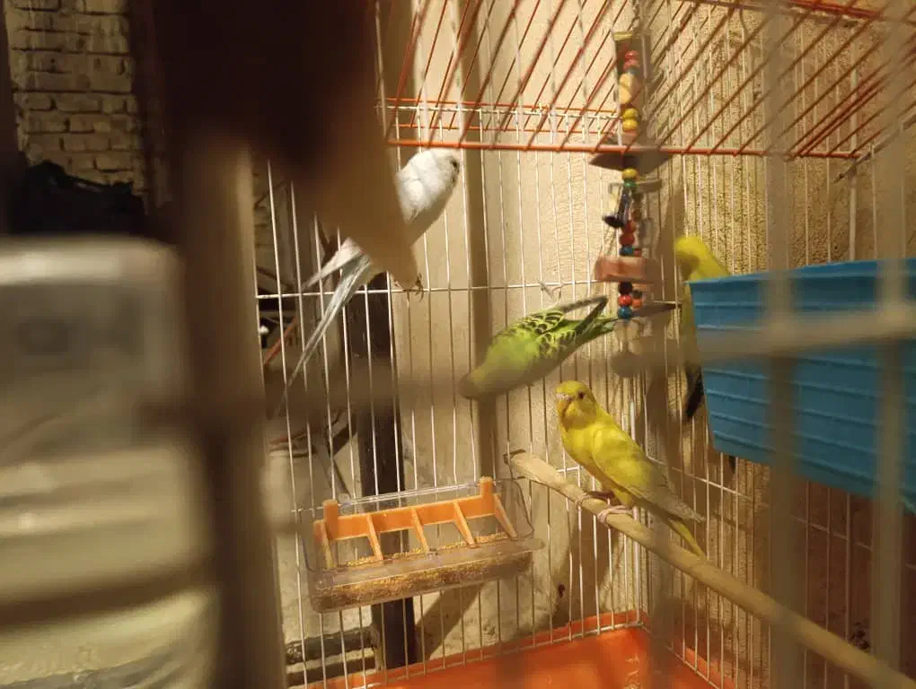 مرغ عشق|پرنده|شیراز, شهرک رضوان|دیوار