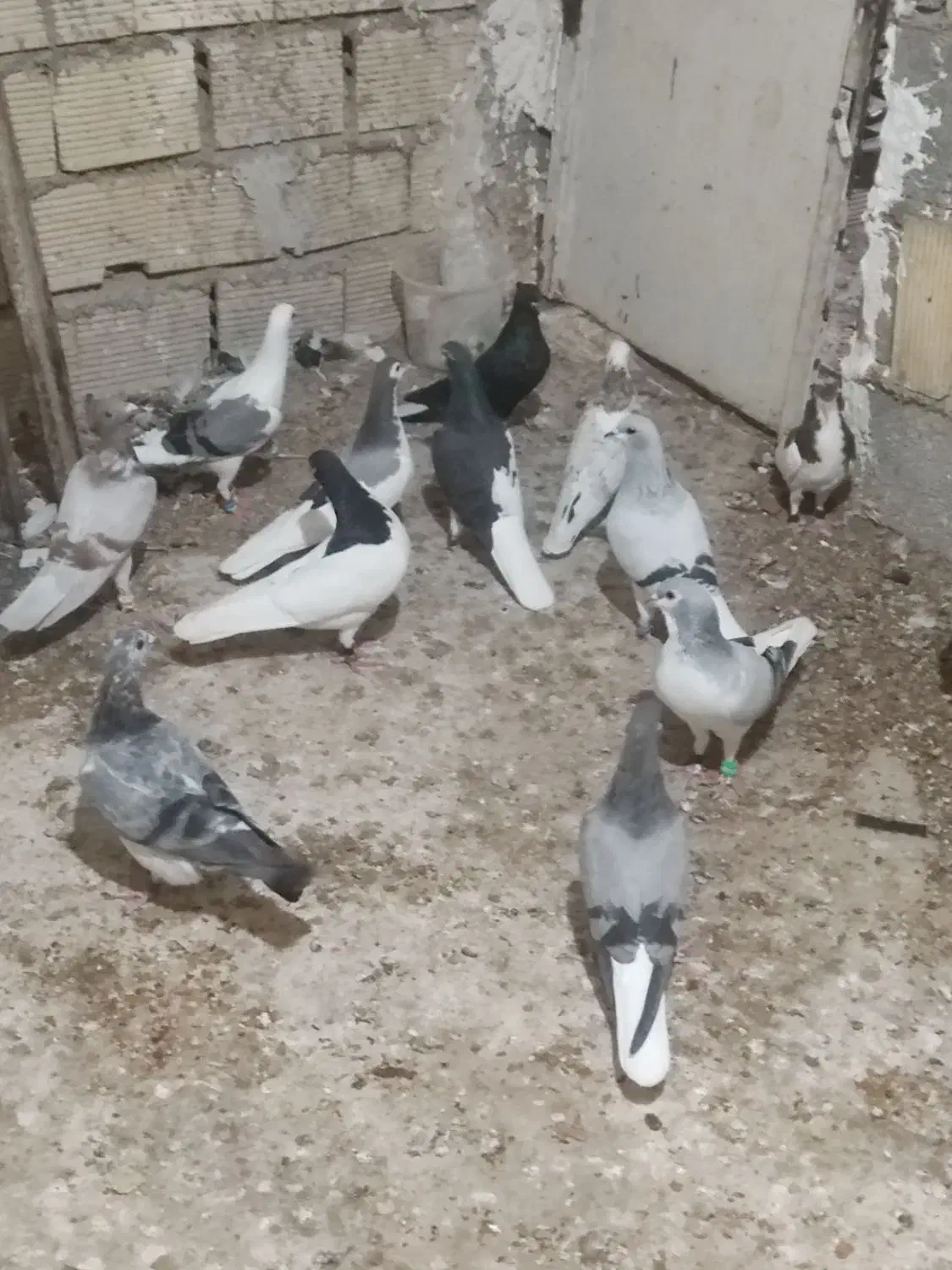 کبوتر شهری سبز همه نره|پرنده|برازجان, |دیوار