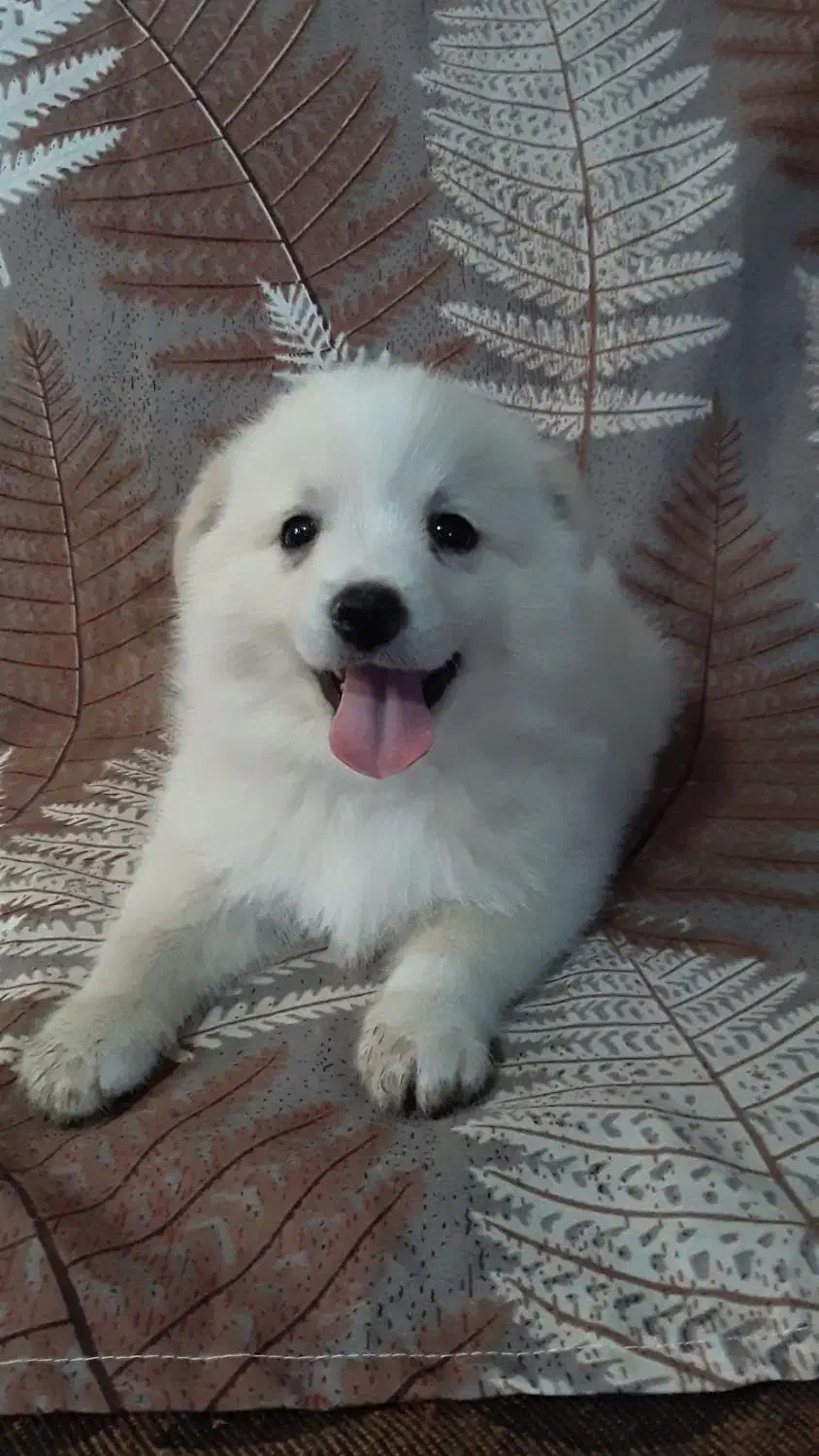 توله سگ پامراشپیتز|سگ|گرگان, |دیوار