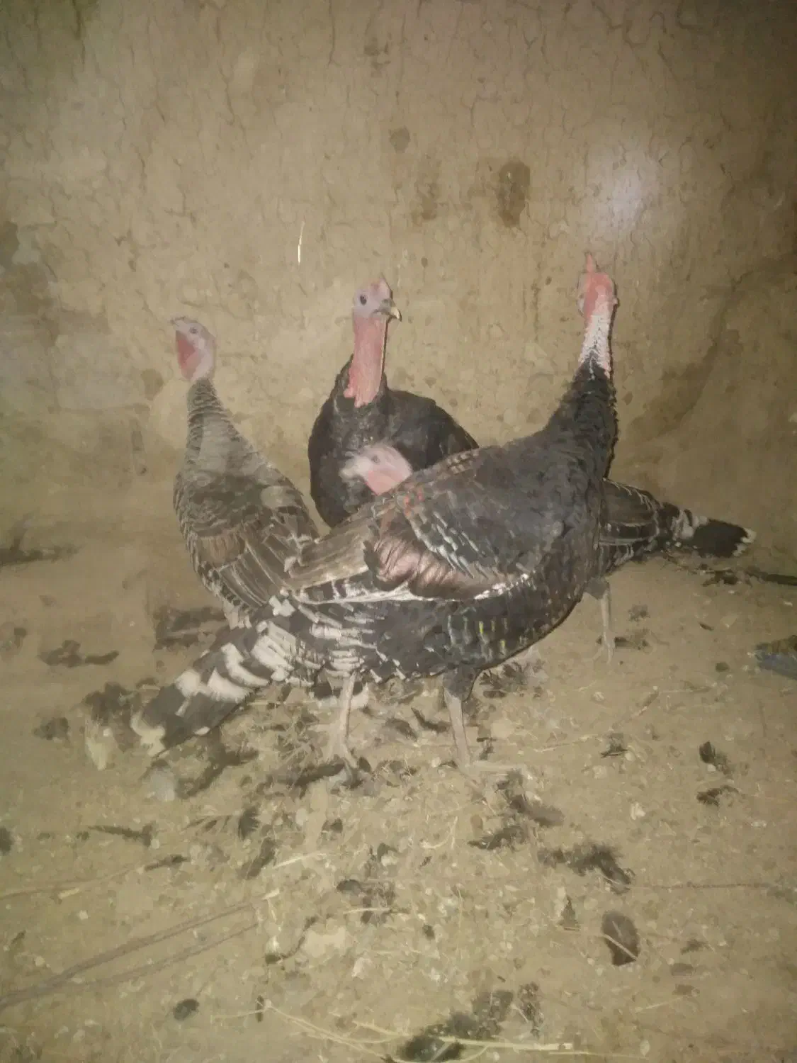 بوقلمون نروماده|حیوانات مزرعه|زهک, |دیوار