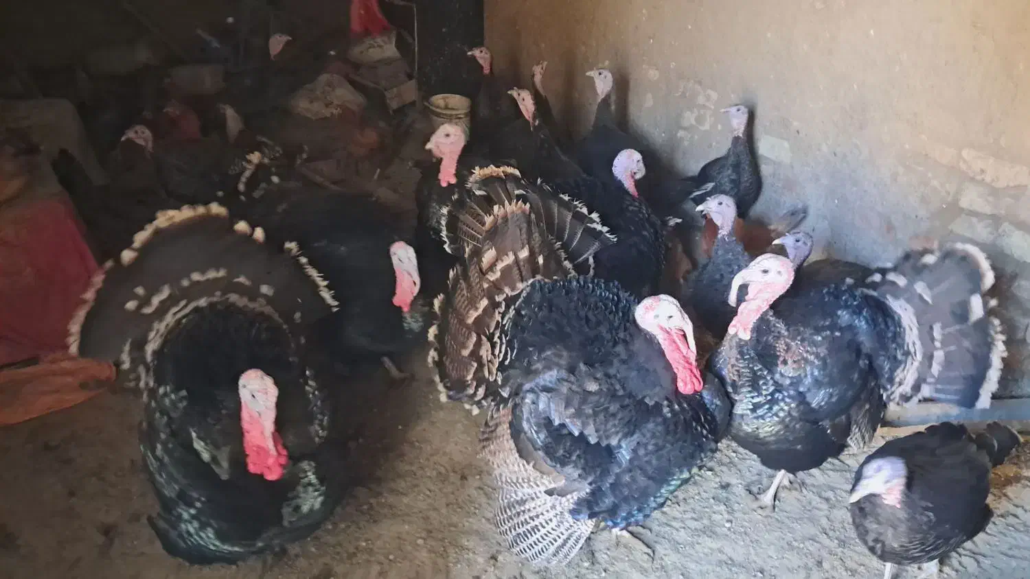 بوقلمون محلی|حیوانات مزرعه|قلقل رود, |دیوار