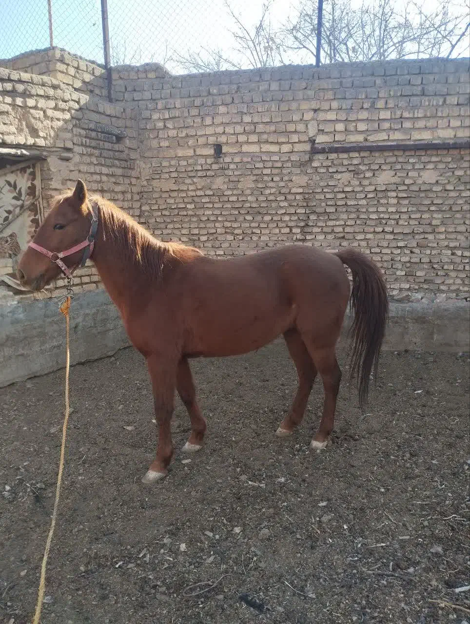 اسب مادیون کرد|حیوانات مزرعه|قم, پردیسان|دیوار
