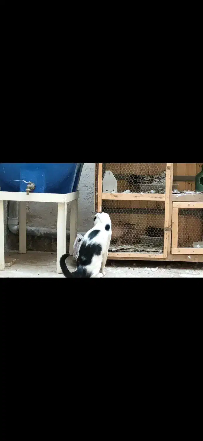 گربه گم شده در صفاییه بیگدلی|حیوانات|قم, صدوق|دیوار