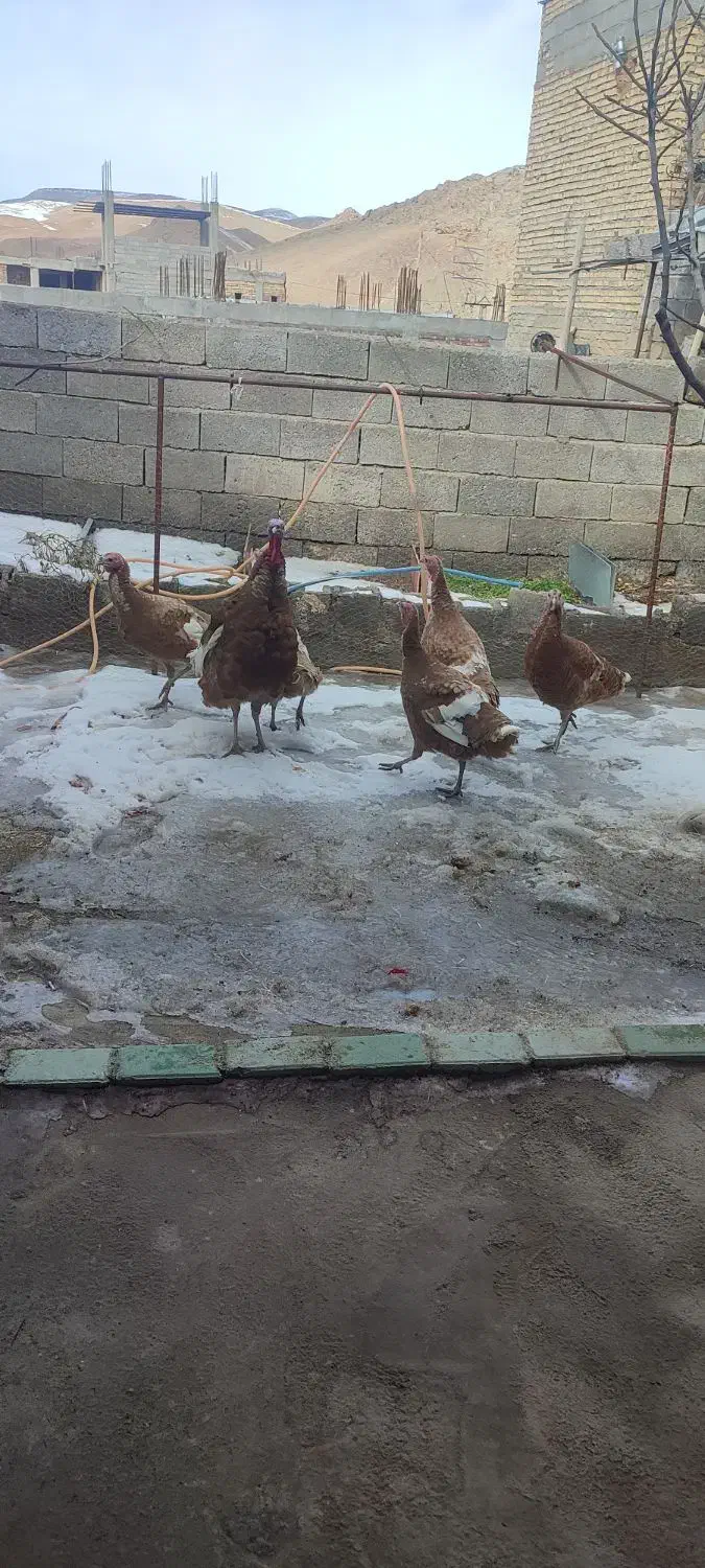 فروش بوقلمون|حیوانات مزرعه|لیلان, |دیوار