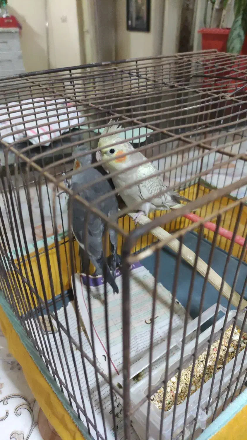 واگذاری  عروس|پرنده|اهواز, ۲۰۰۰واحدی|دیوار