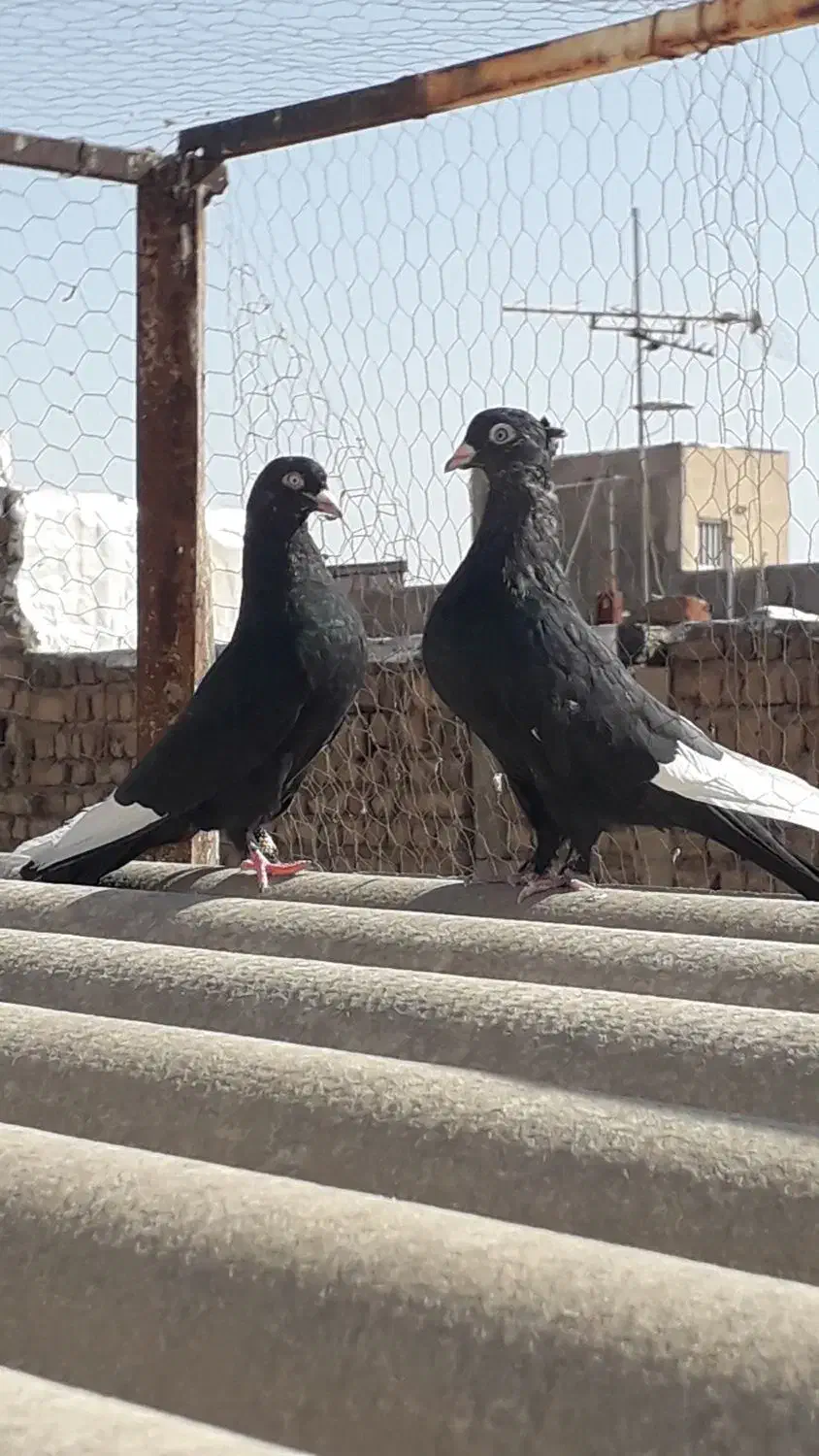 زاغ تیرسفید(زاغ هفت رنگ)،قزوینی|پرنده|قم, کلهری|دیوار