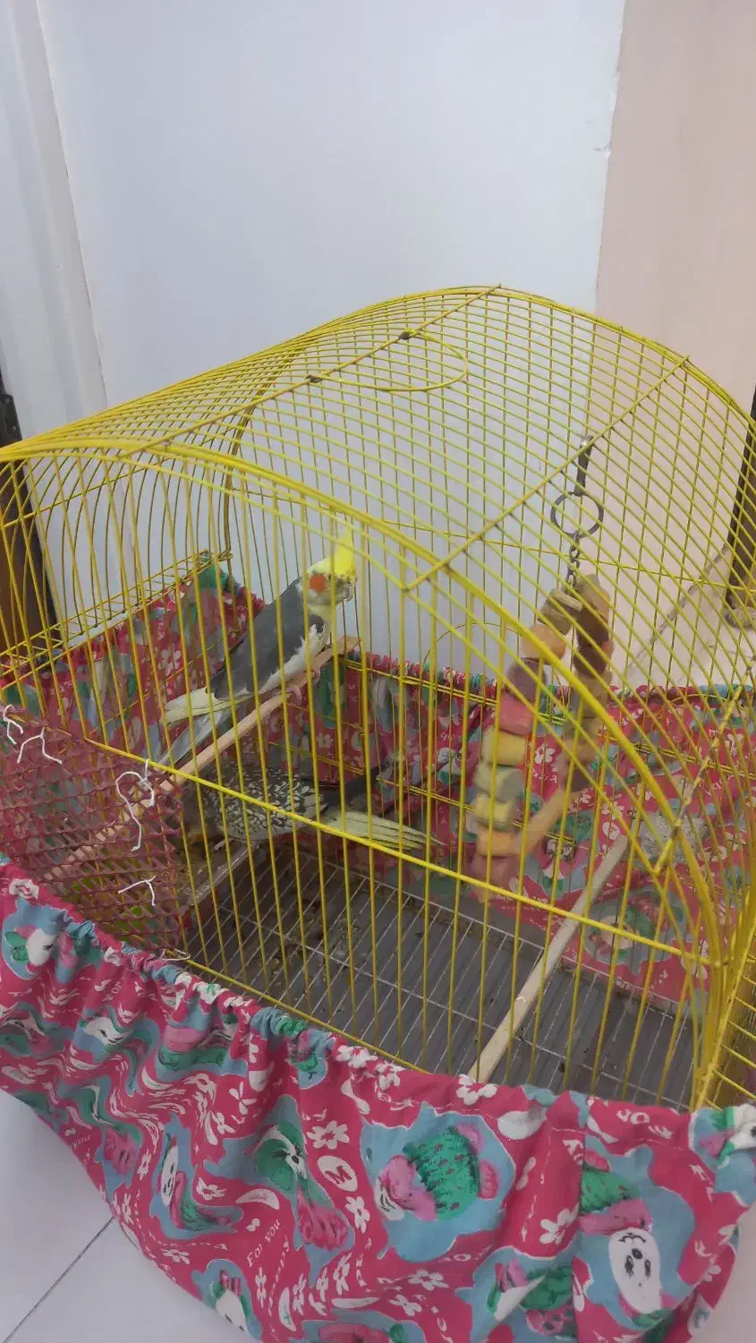 یک جفت عروس هلندی|پرنده|فردوسیه, |دیوار