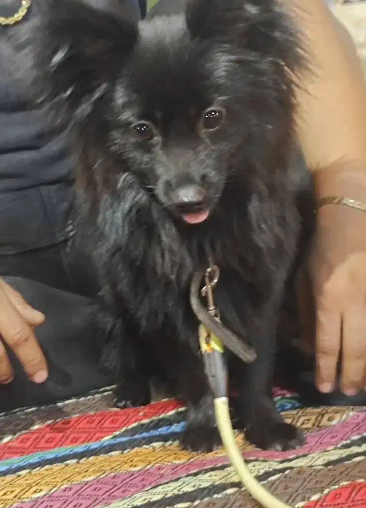 سگ پامر|سگ|آبپخش, |دیوار