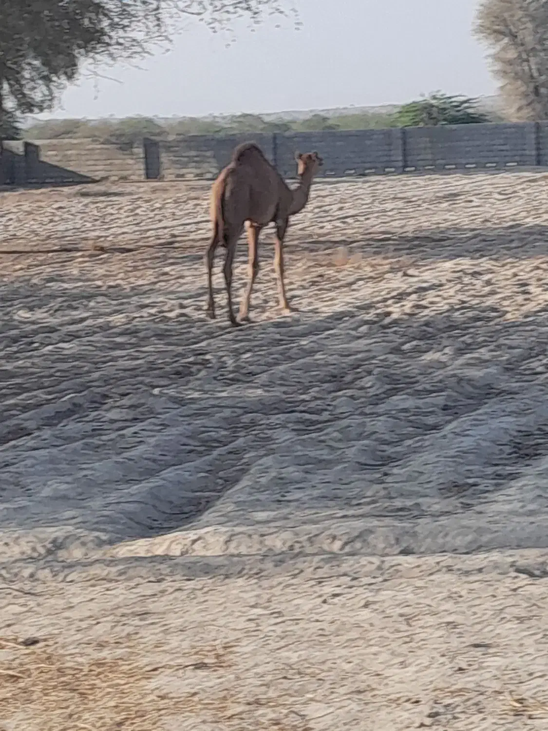 شتر نر|حیوانات مزرعه|بندرعباس, |دیوار