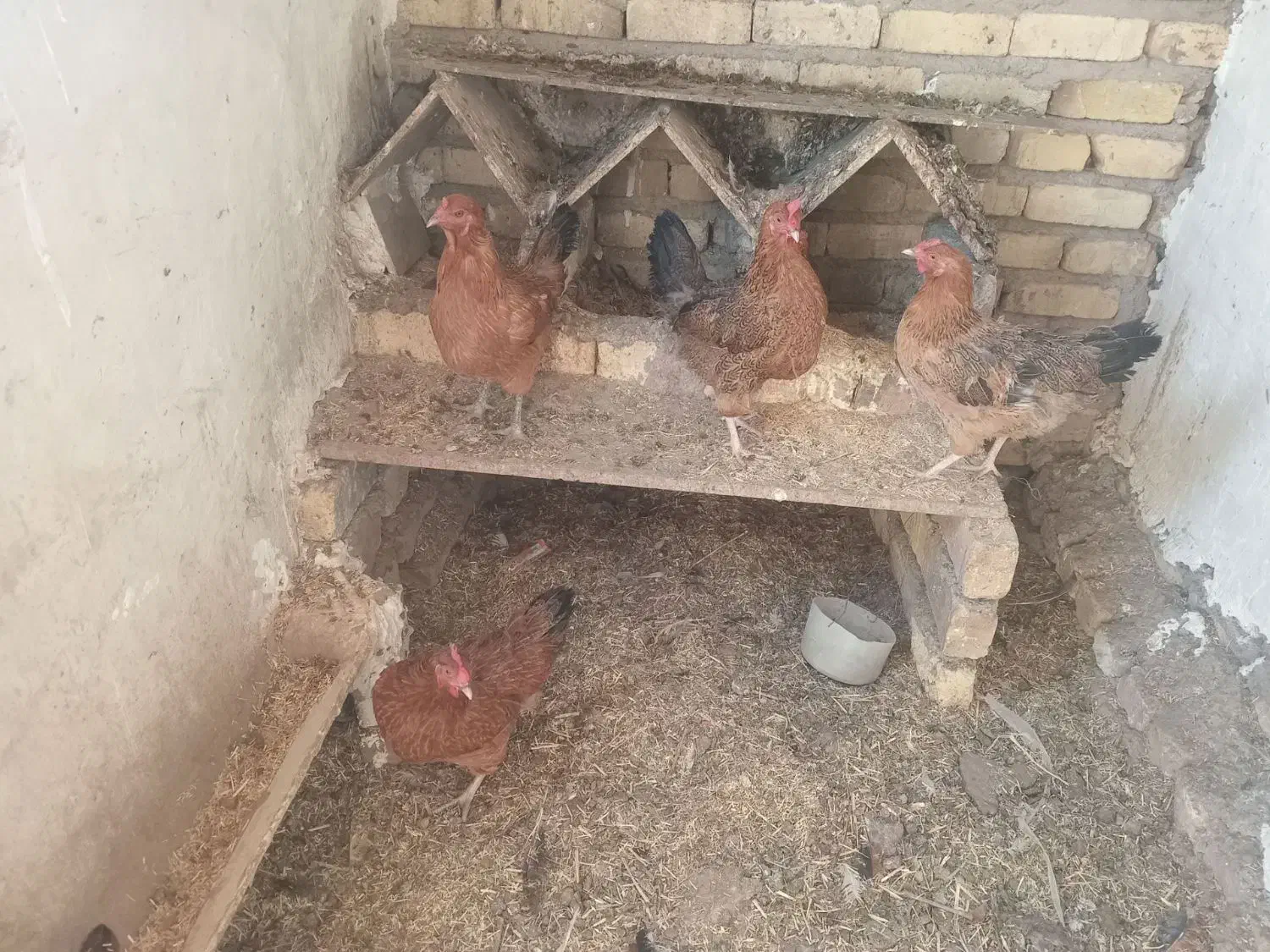 ۴عدد مرغ تخم گذار|حیوانات مزرعه|اقبالیه, |دیوار