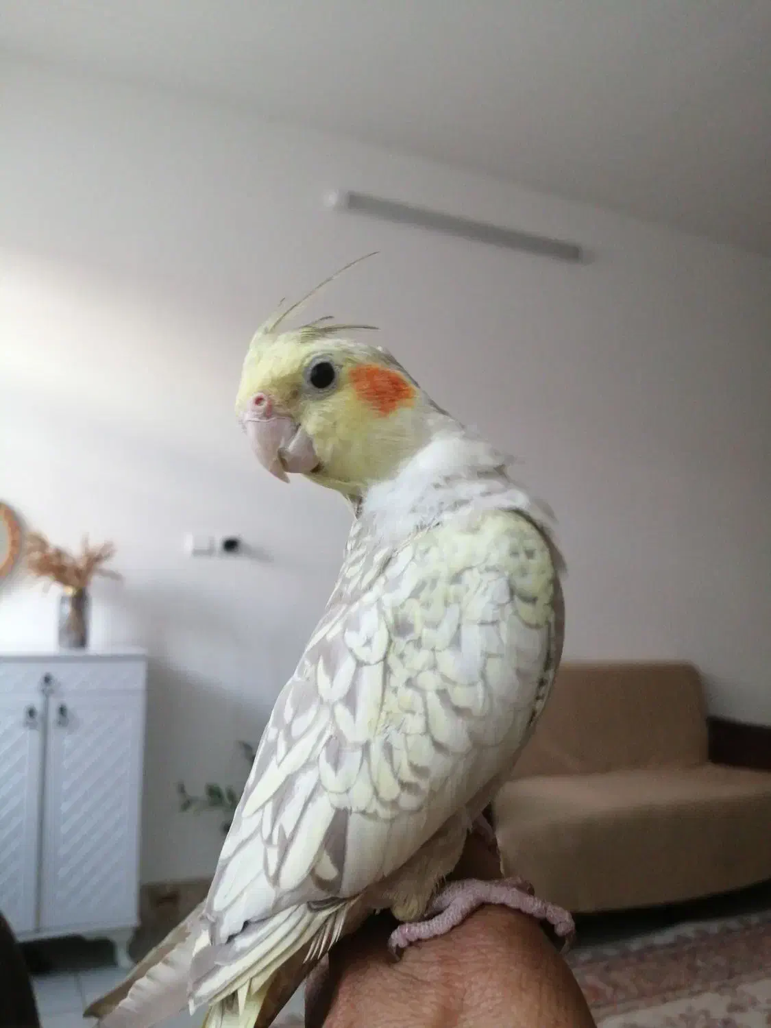 عروس هلندی|پرنده|بیرجند, |دیوار