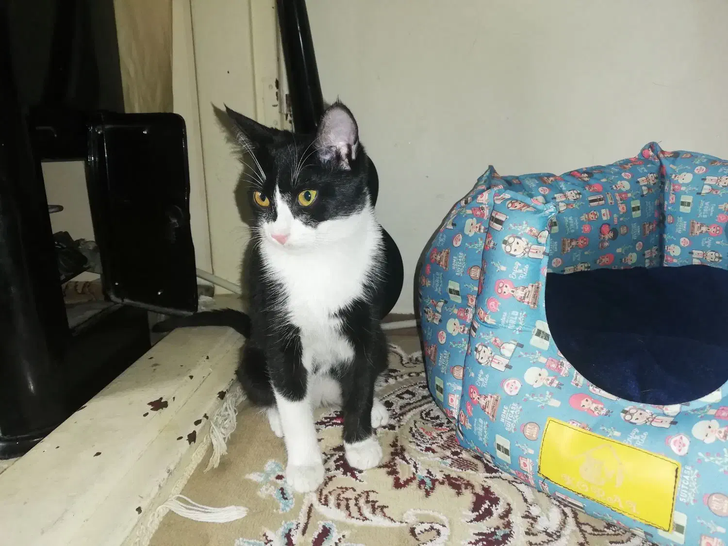 گربه تاکسیدو|گربه|مشهد, تلگرد|دیوار