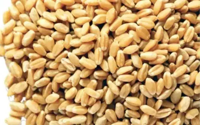 گندم پیشگام رقم حیدری وبذر یونجه سنوبری همدان|خدمات باغبانی و درختکاری|خزل, |دیوار