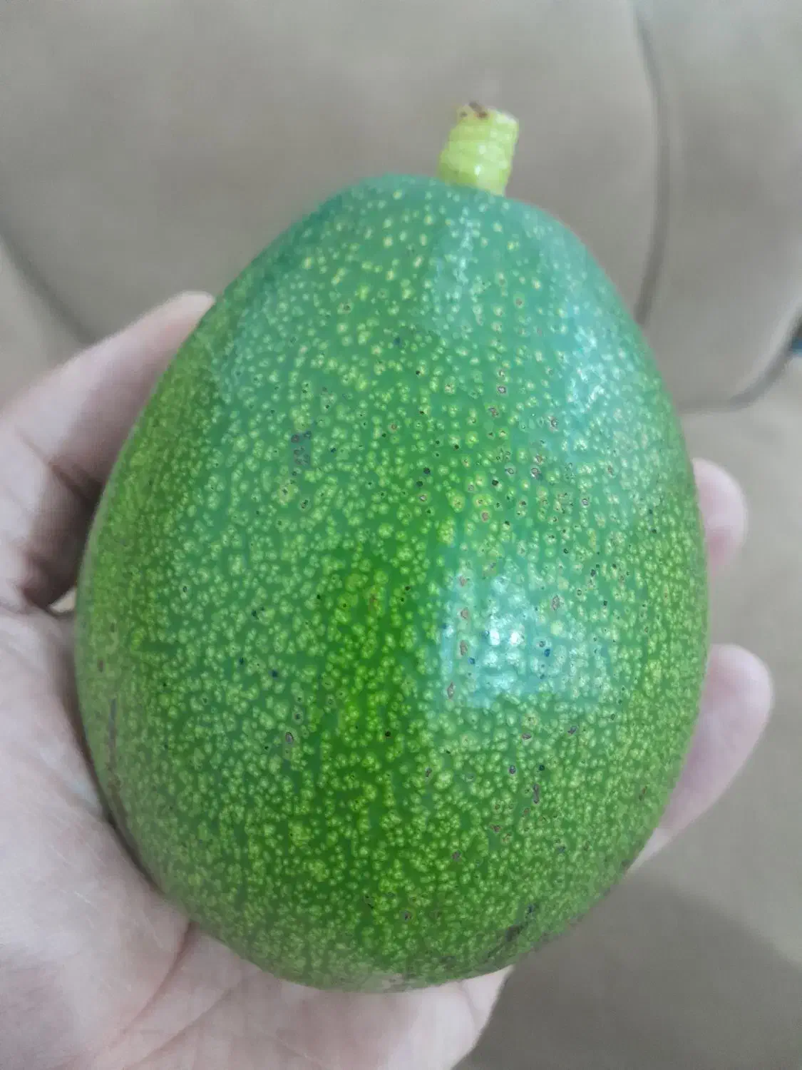 آووکادو|خوردنی و آشامیدنی|قائم‌شهر, |دیوار