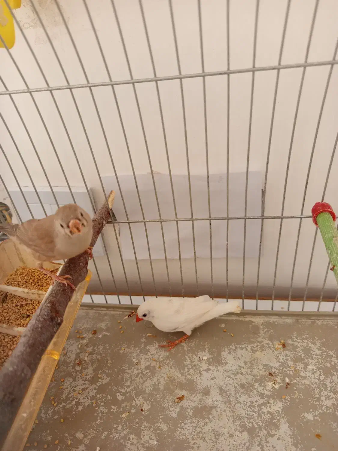 فنچ خانگی|پرنده|بیرجند, |دیوار