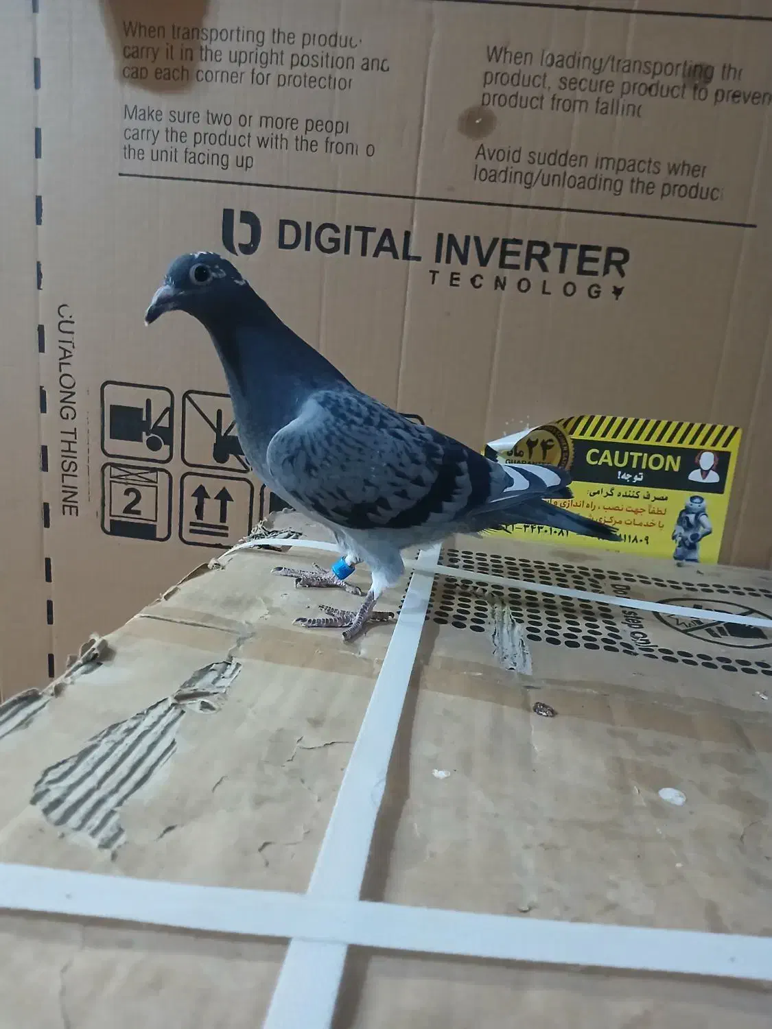 پرنده|پرنده|مشهد, طبرسی شمالی|دیوار