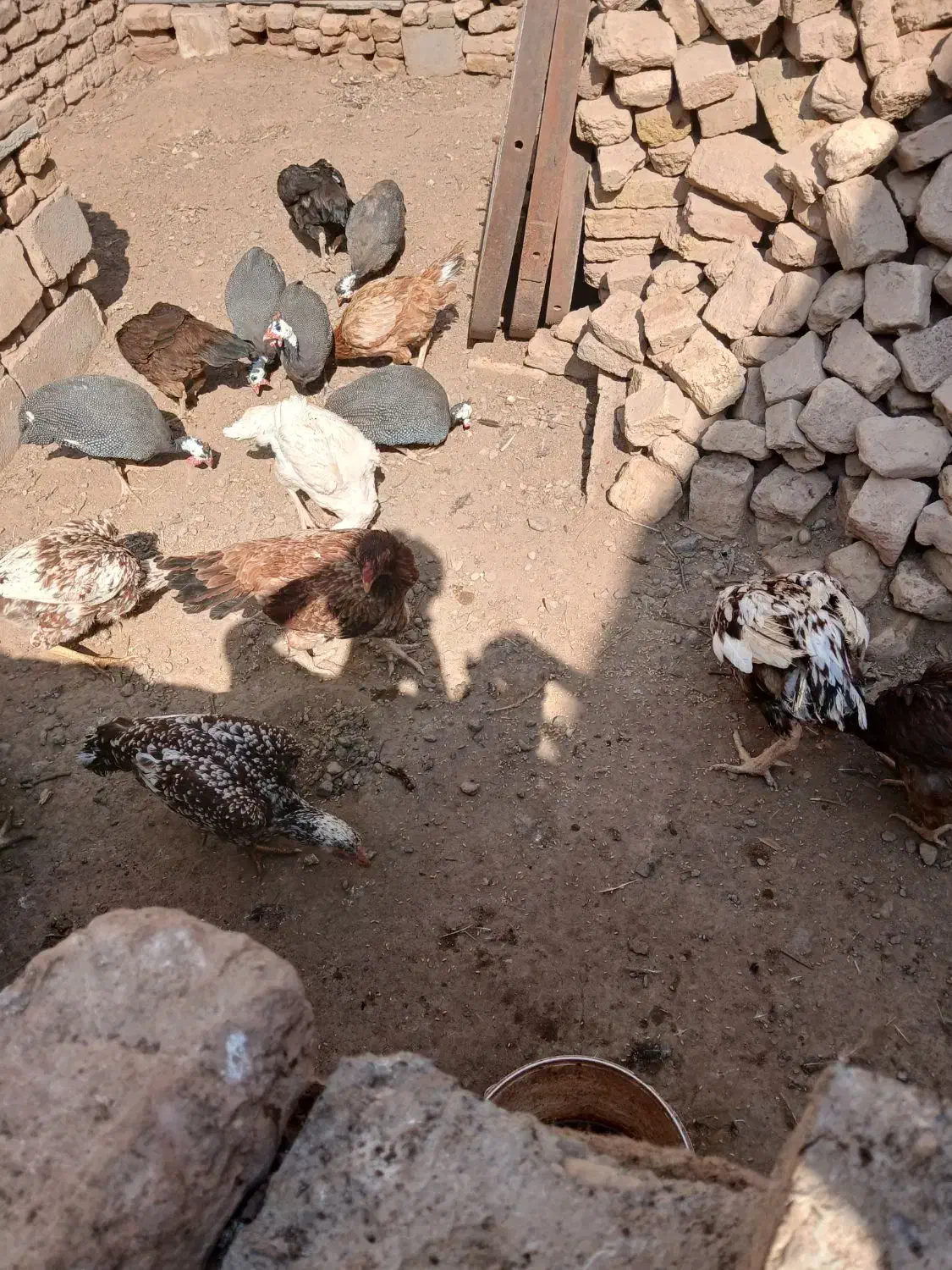 مرغ خروس لاری|حیوانات مزرعه|تربت جام, حافظ|دیوار