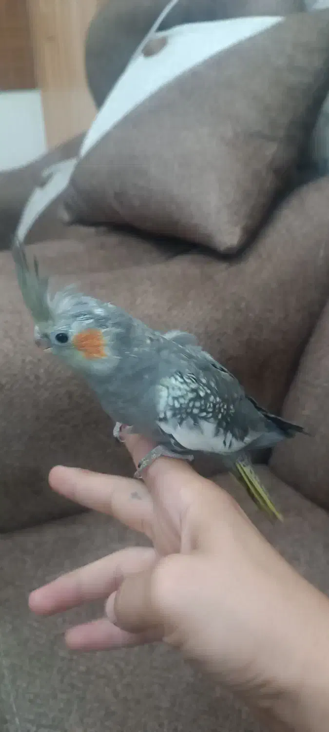 طوطی عروس|پرنده|محمدیه-قزوین, |دیوار