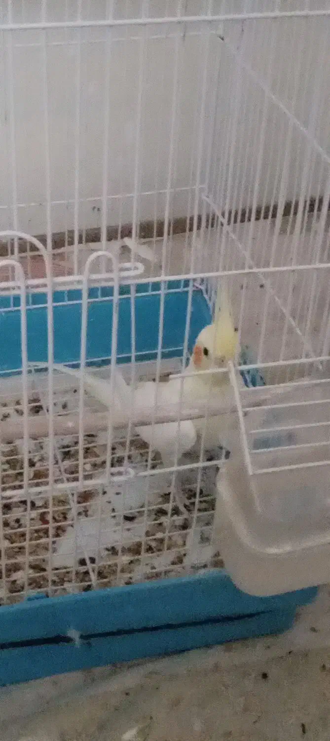 عروسهلندی|پرنده|گرمسار, |دیوار