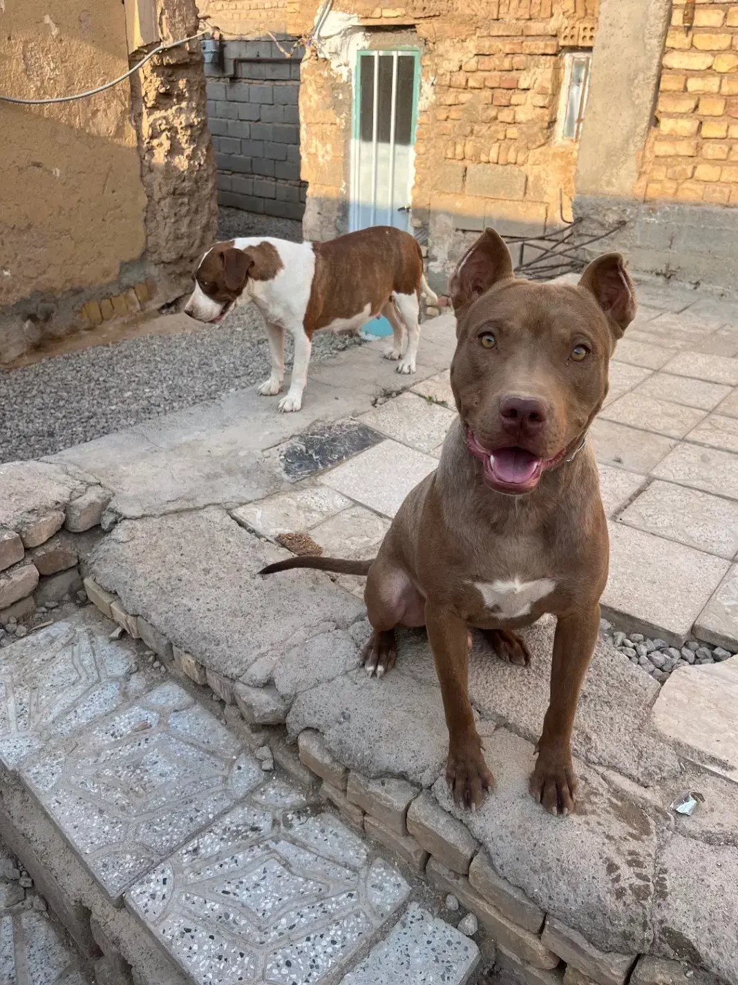 سگ پیتبول|سگ|آباده, |دیوار