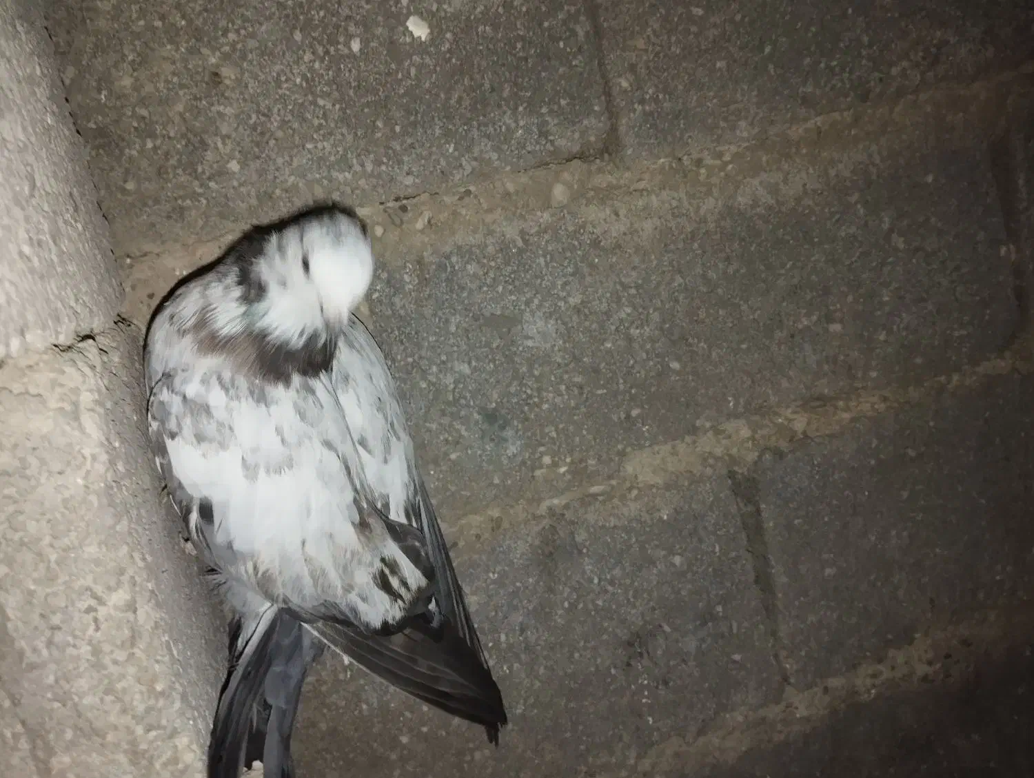 تکپر پرشی|پرنده|کلاله, |دیوار