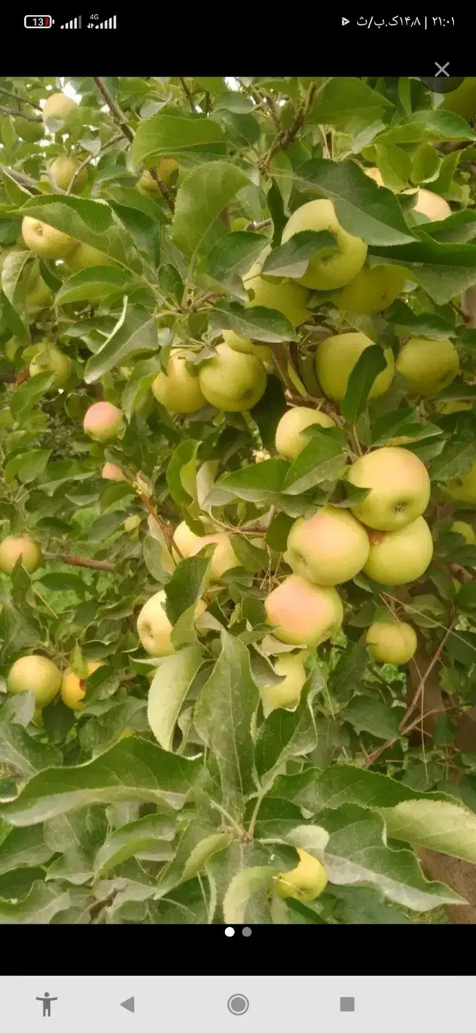 انواع سیب سفید و قرمز نقدا اجاره گرفته میشود|خدمات باغبانی و درختکاری|ارومیه, |دیوار