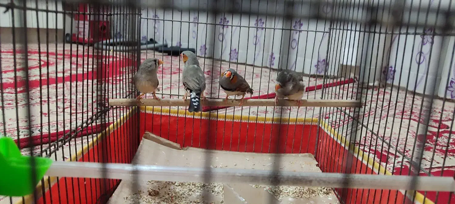 فنچ|پرنده|یزد, |دیوار