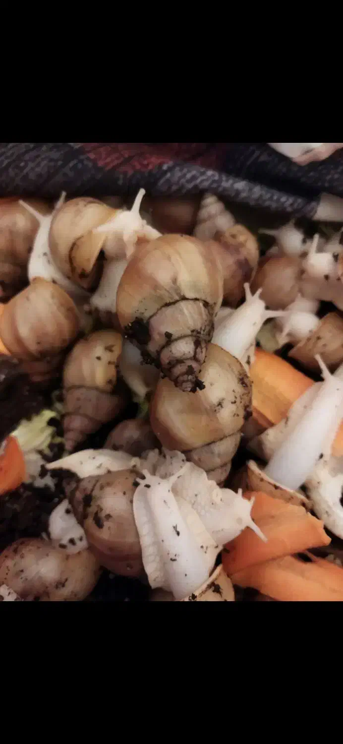 حراجی البینو ۷/۸سانت|خزنده|مشهد, شهرک شهید باهنر|دیوار