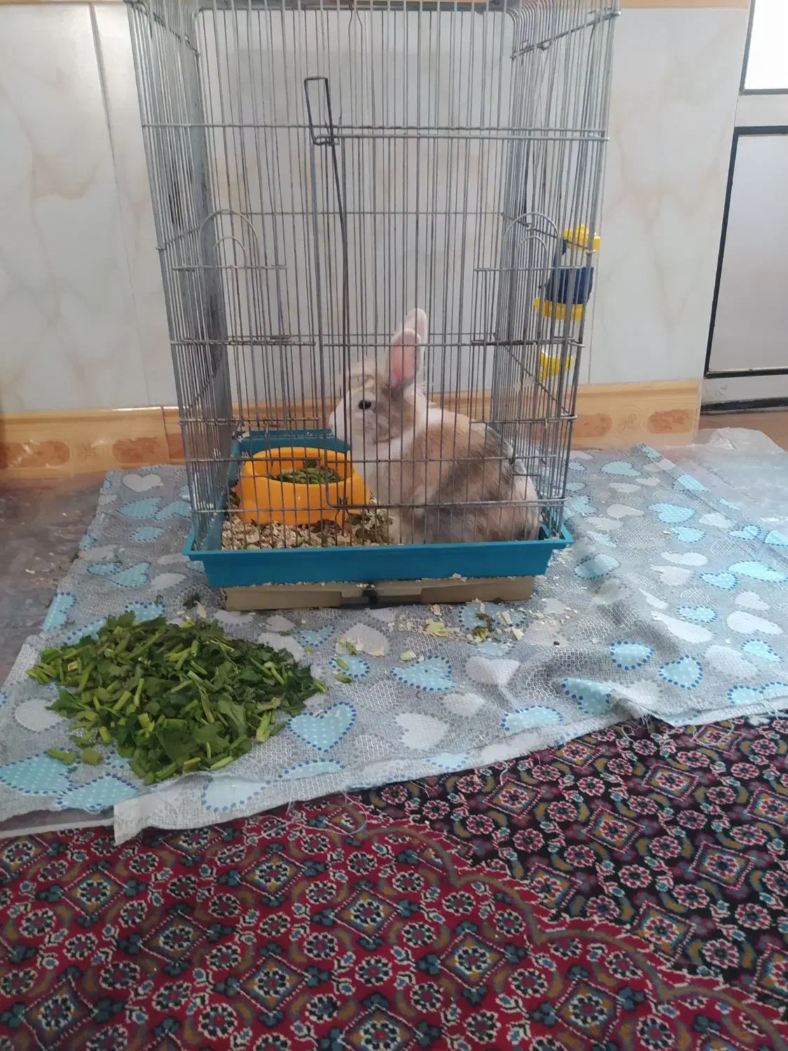 خرگوش|موش و خرگوش|میاندوآب, |دیوار