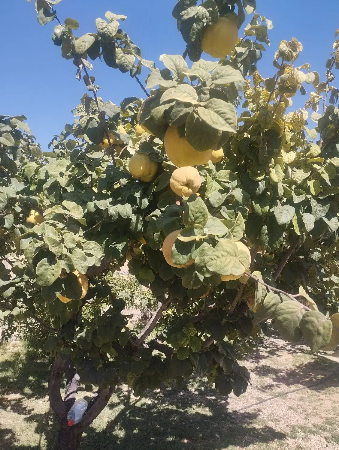 میوه به طبیعی|خوردنی و آشامیدنی|شیراز, کودیان|دیوار